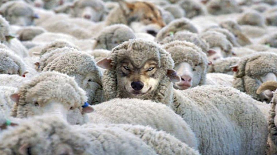 A wolf in sheep's clothing, surrounded by sheep
